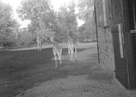 Giraffe at Chester Zoo caught on camera trap