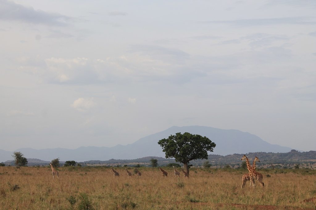 Landscape of Kidepo National Park with giraffe in foreground