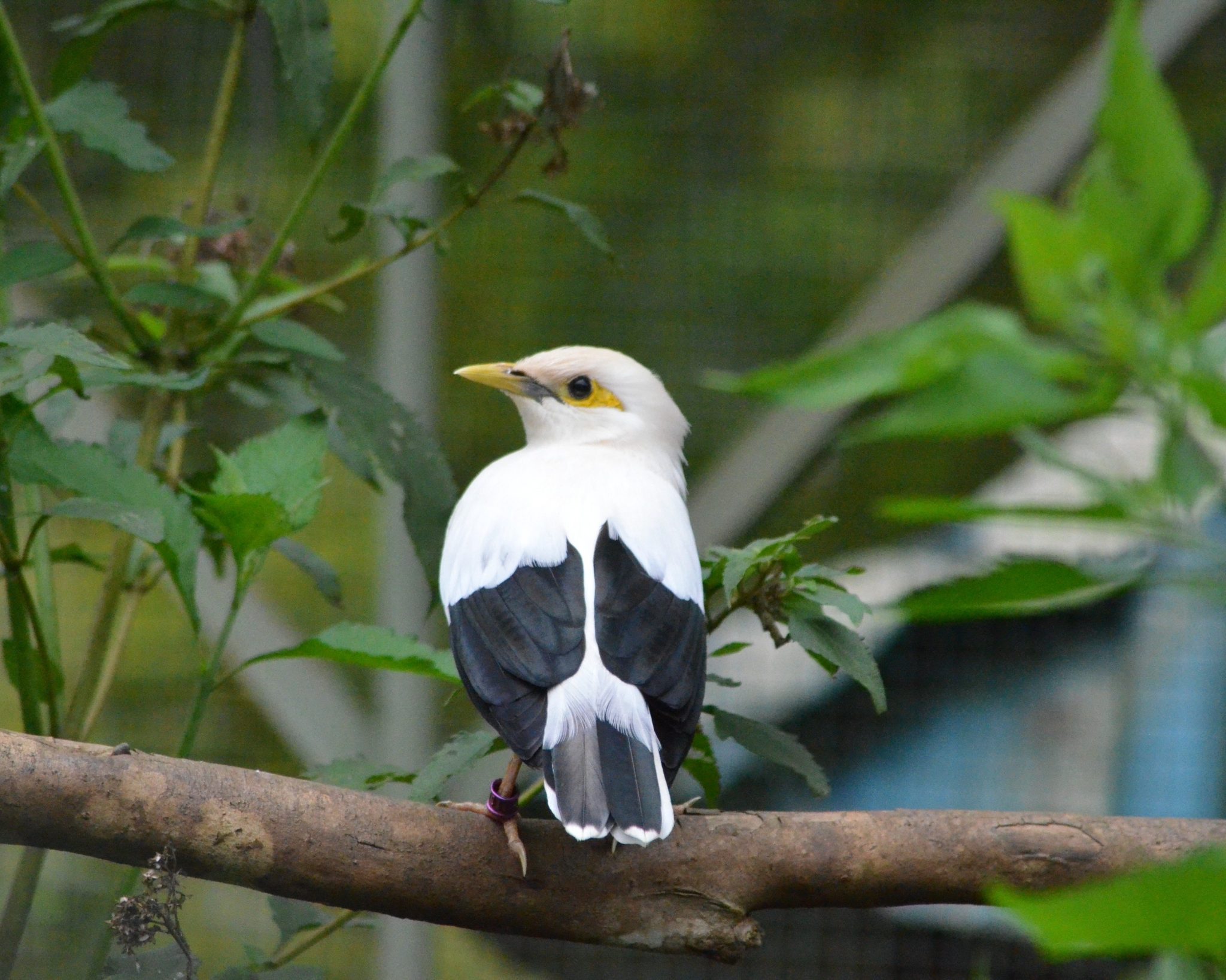 IndonesianSongbirds (3)