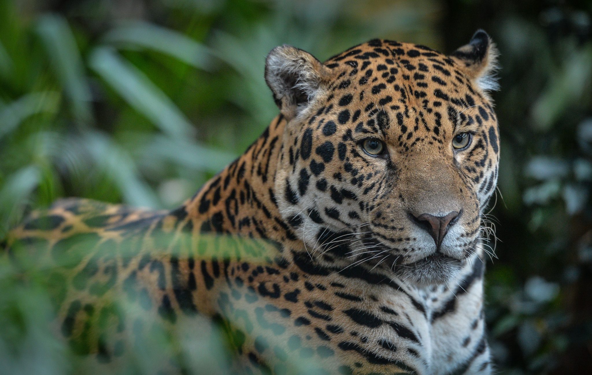 Close up of jaguar at Chester Zoo