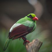 Javan Green Magpie | Chester Zoo