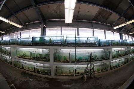 Some of the tanks at the conservation breeding centre