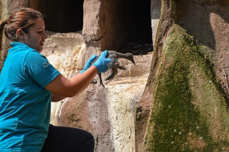 Keeper Lauren Hough gently carries a critically endangered nothern bald ibis chick to be weighed at Chester Zoo