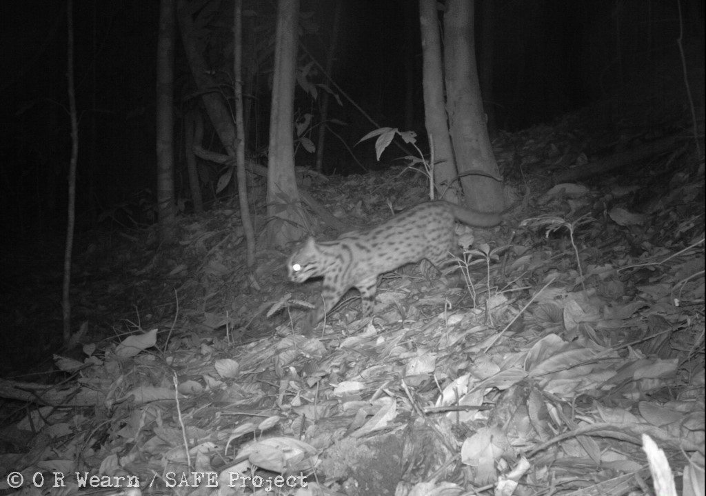 Leopard cat Borneo_SAFE Project