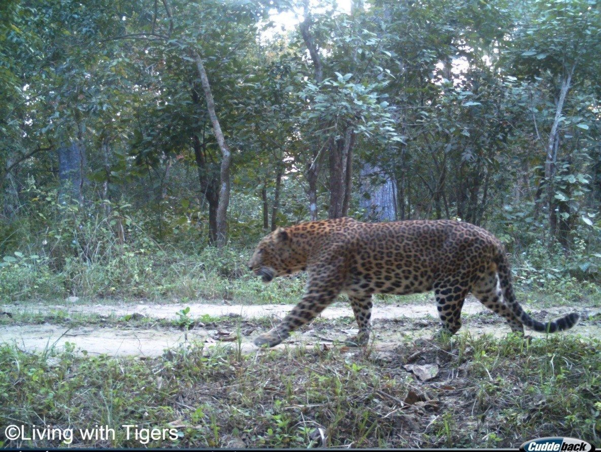 Male common leopard LwT