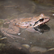 Mountain Chicken Frog | Chester Zoo