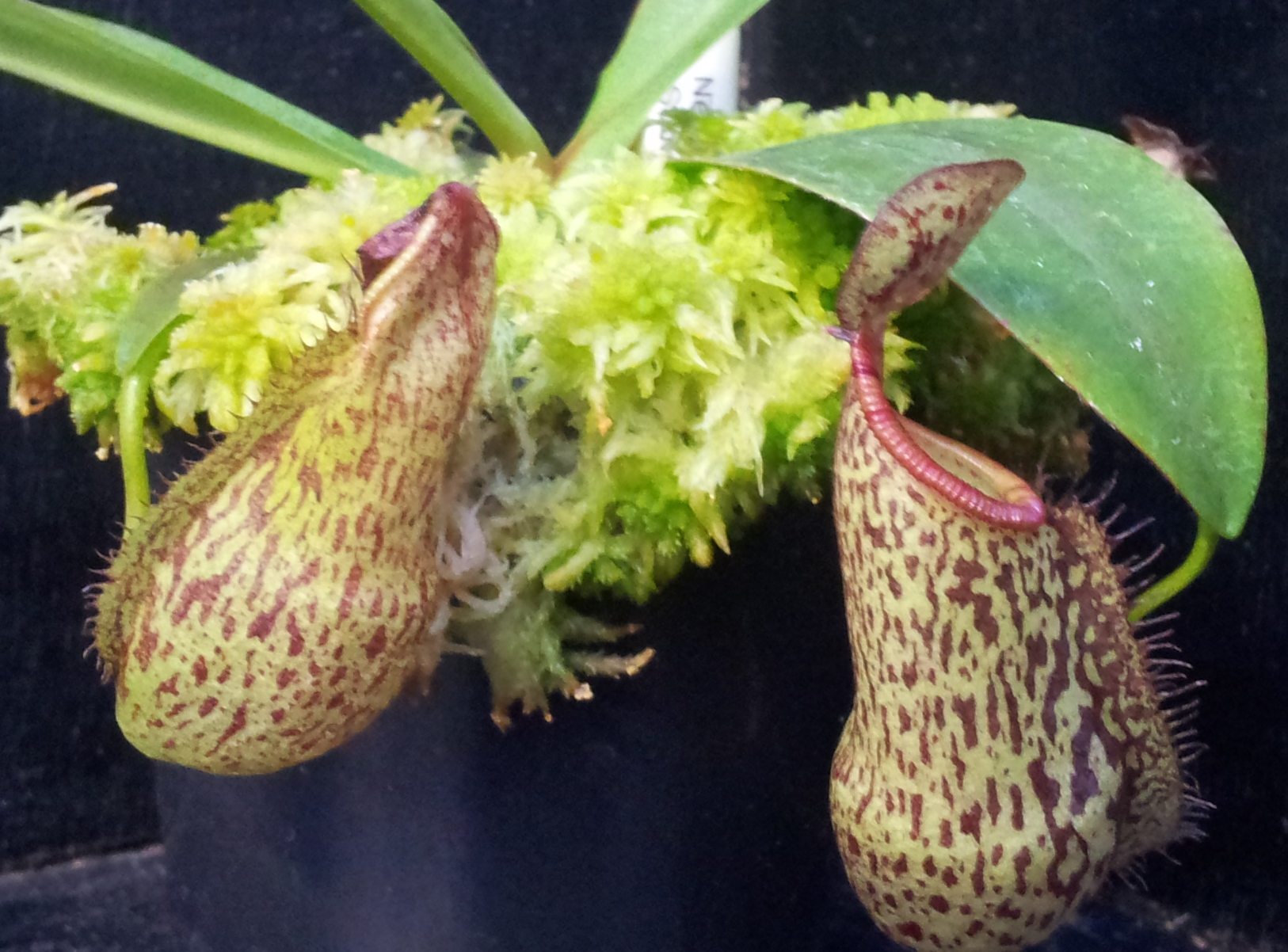 nepenthes-rigidifolia