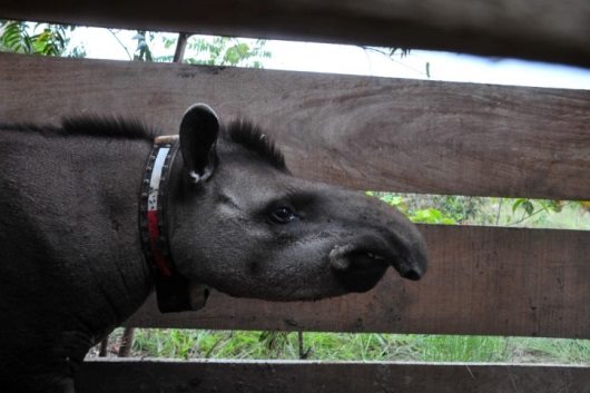 Tapir with GPS collar on