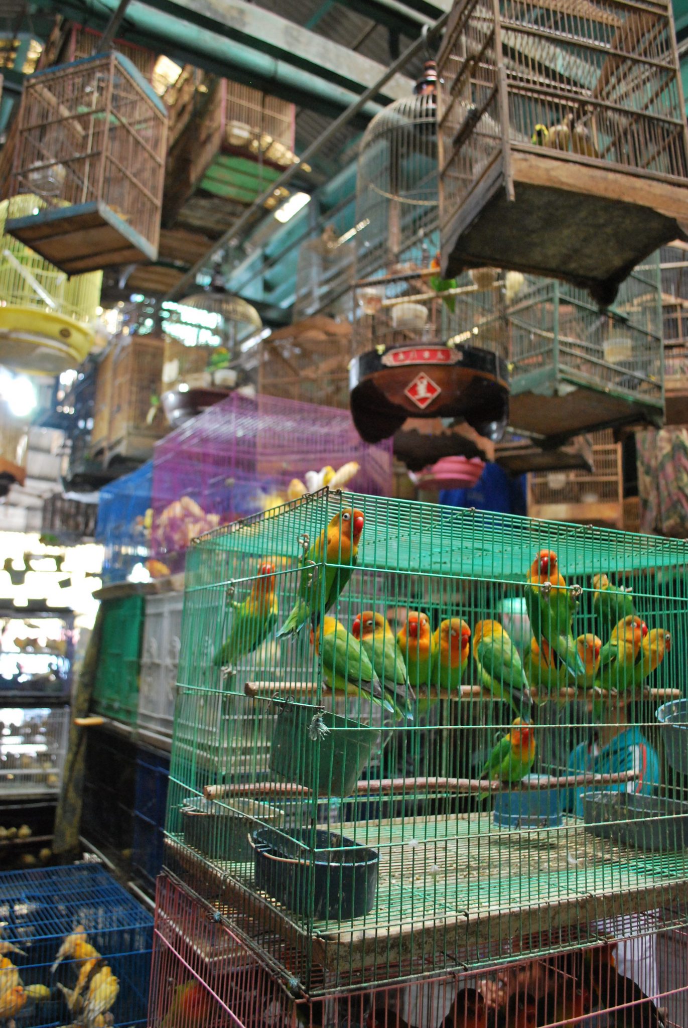 Bird market in Jakarta, Indonesia