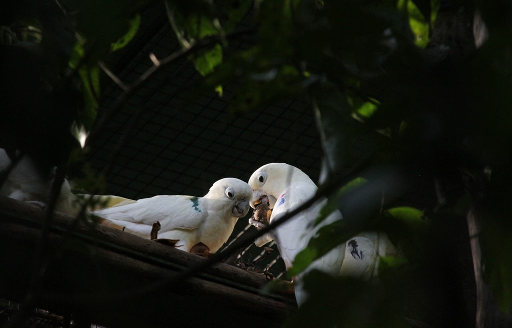 Pair of Philippine cockatoos