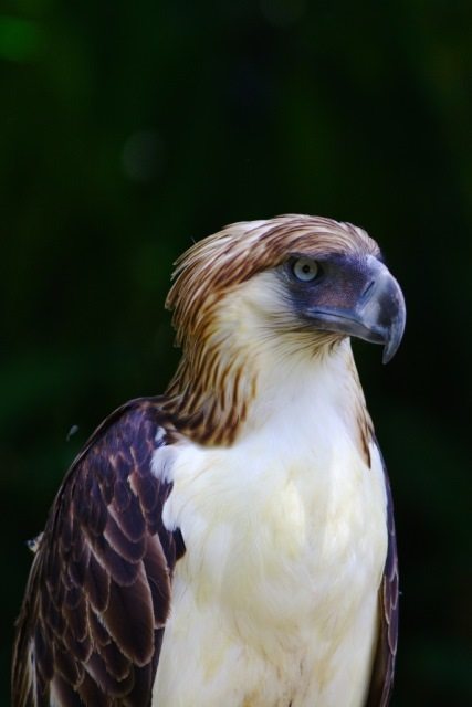 Philippine eagle.