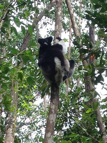 Indri lemur in a tree