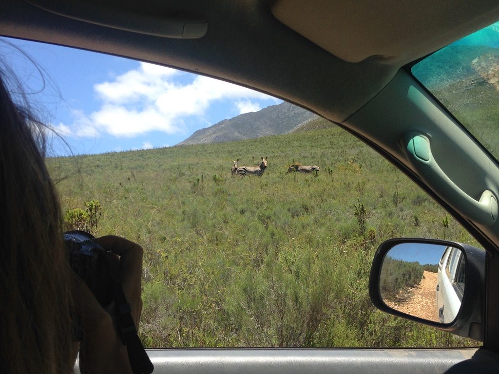 Photographing Cape mountain zebra