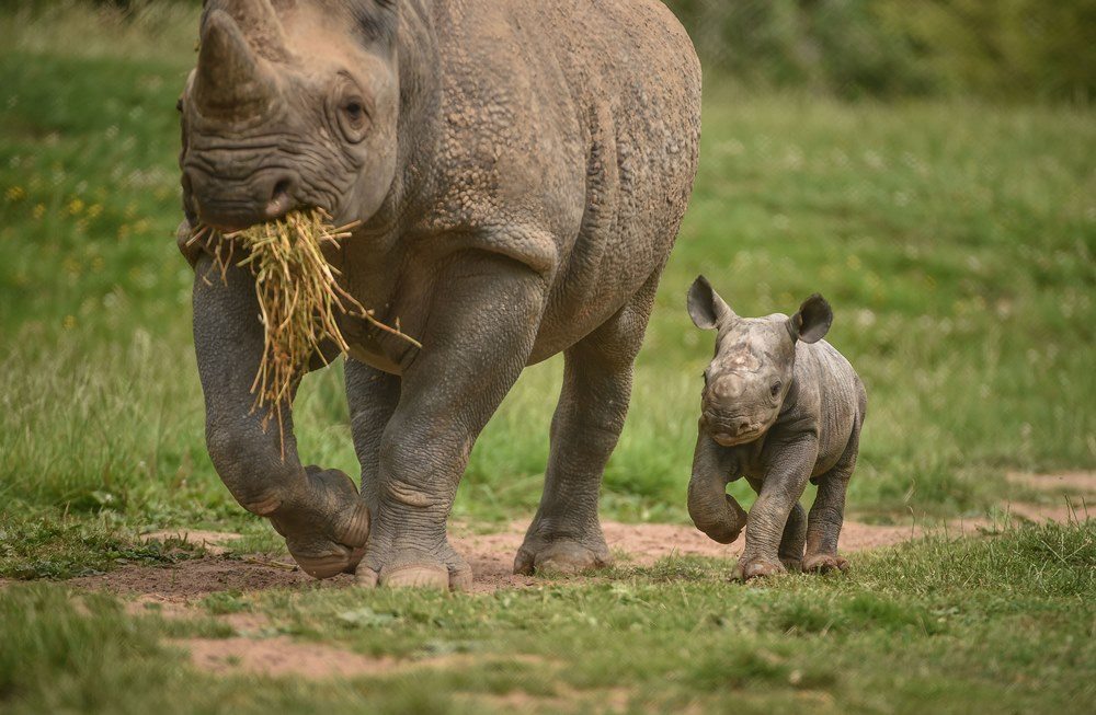 New black rhino calf born at Chester Zoo