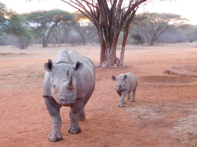 Black rhino with calf