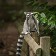 Ring Tailed Lemur | Chester Zoo