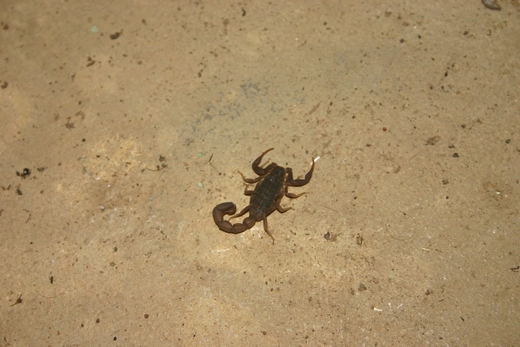 Scorpion on the floor in Nigeria