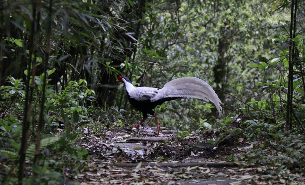 Silver pheasant. credit Song He, Laojunshan Nature Reserve