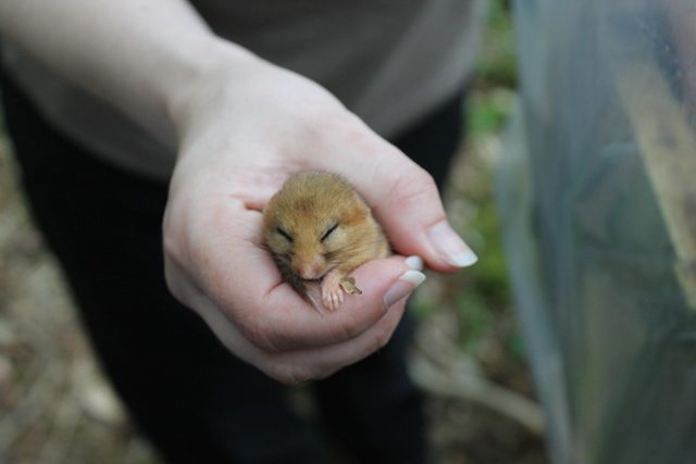 Sleepy dormouse in hand of conservationist