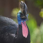 Southern Cassowary | Chester Zoo