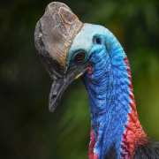 Southern Cassowary | Chester Zoo