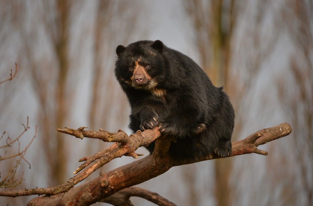 Andean bear at Chester Zoo