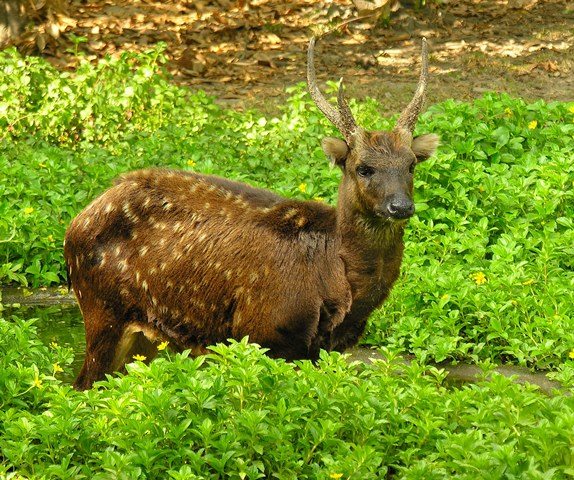 Philippine spotted deer int he wild