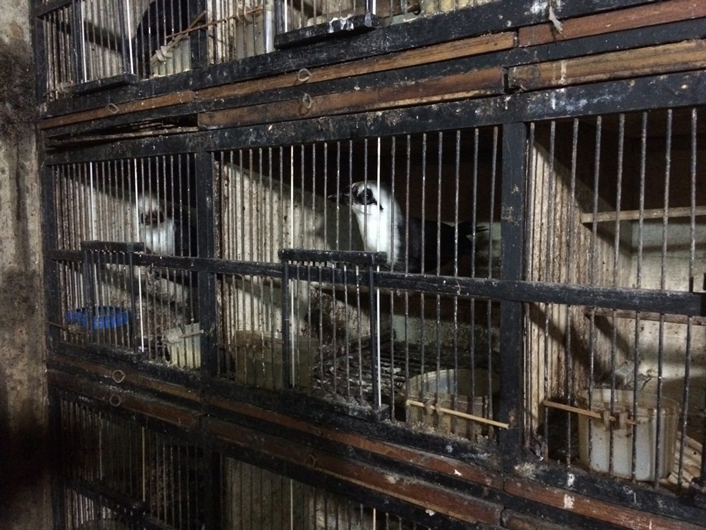 Sumatran laughing thrush in small cage on a market