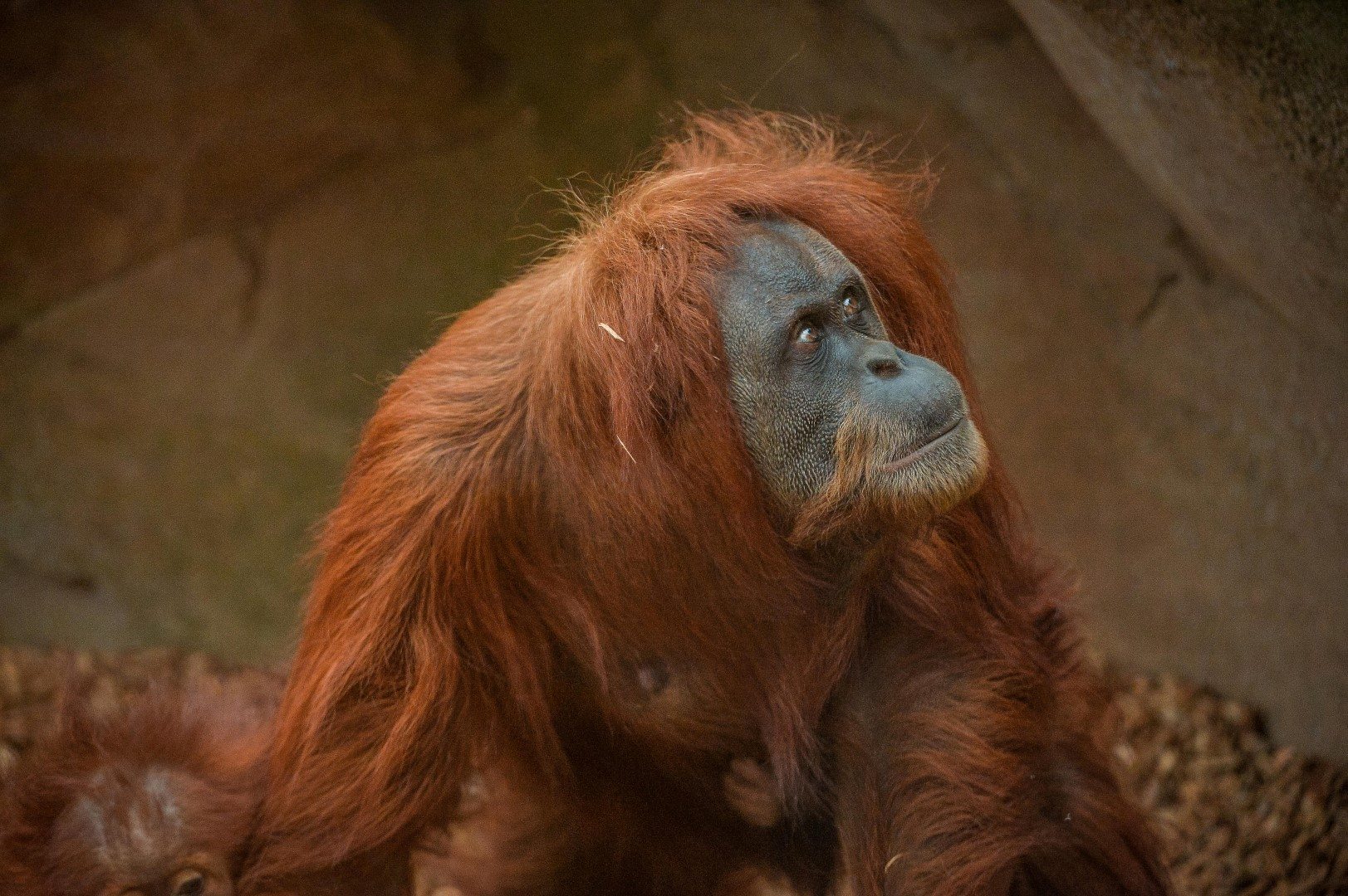 Sumatran orangutan at Chester Zoo