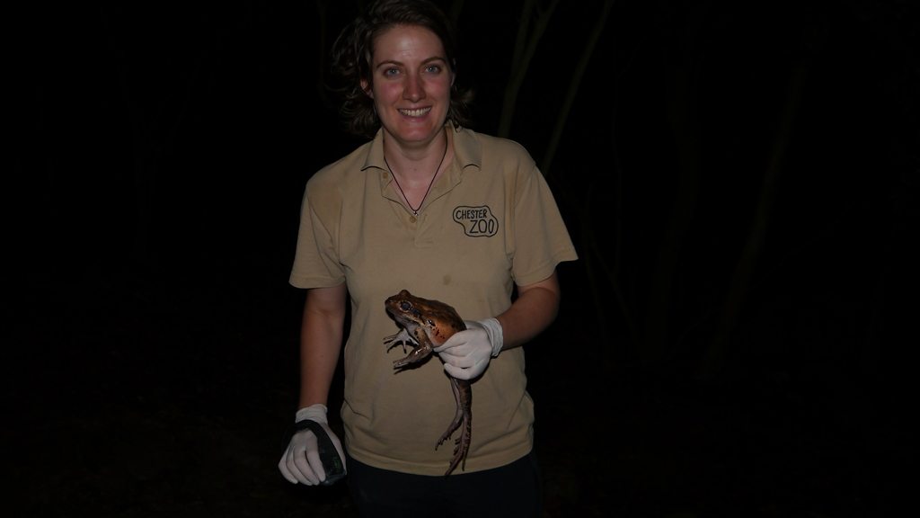 Katy Upton holding the last male mountain chicken frog on the island of Montserrat