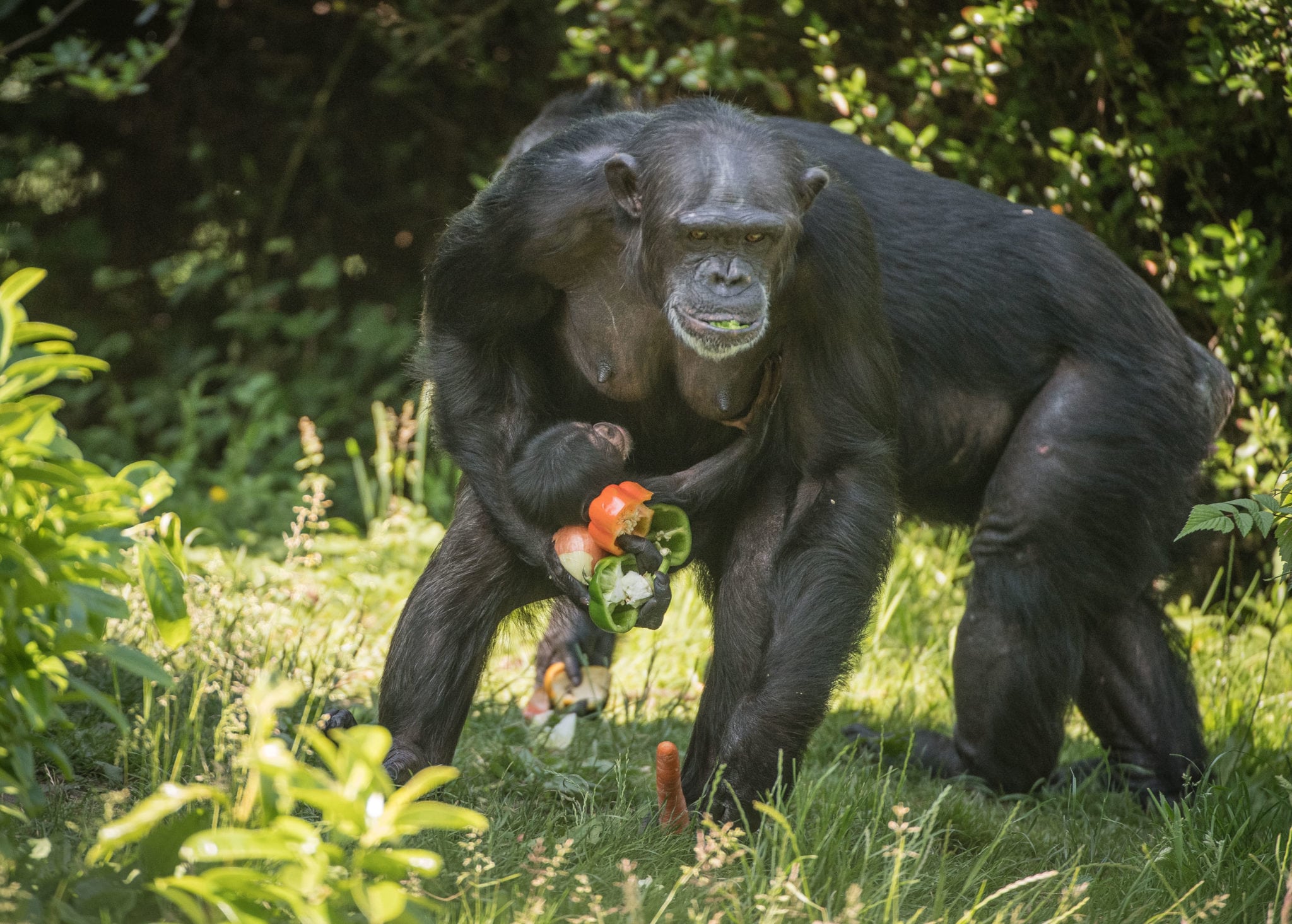 First chimpanzee to be born in nearly a decade at Chester Zoo
