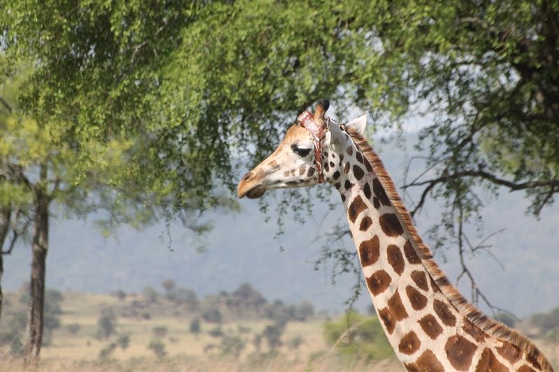 Close up of giraffe with GPS head collar on head