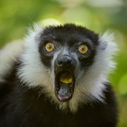 White Belted Ruffed Lemur | Chester Zoo
