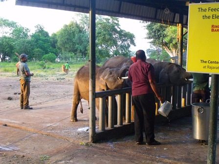 Feeding time at Udawalawe Elephant Transit Home Photo credit: Helena Stokes