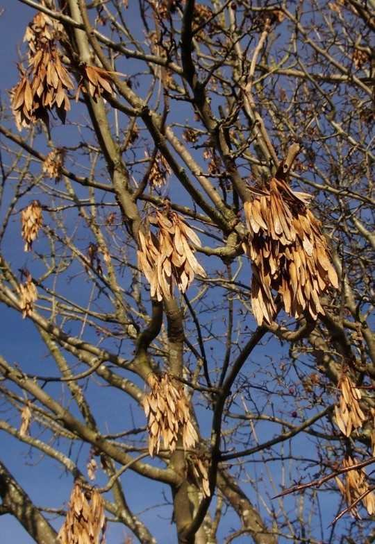 Ash keys can be seen in the winter