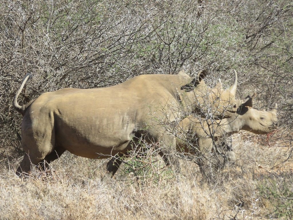 Black rhino in Africa