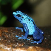 Blue Poison Dart Frog | Chester Zoo