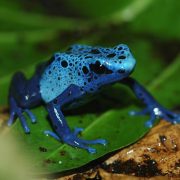 Tropical Realm | Blue Poison Dart Frog