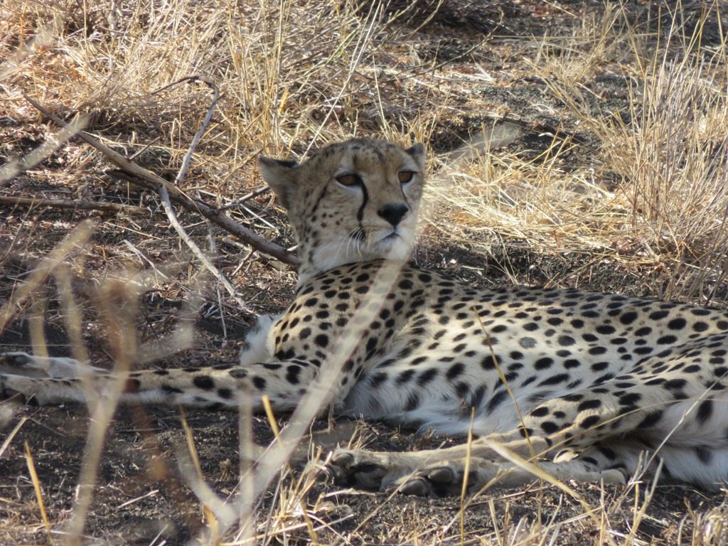 Cheetah lying down on the grass