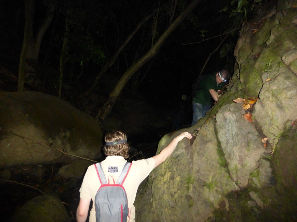 Katy clambering down into Fairy Walk on the search for mountain chicken frogs.