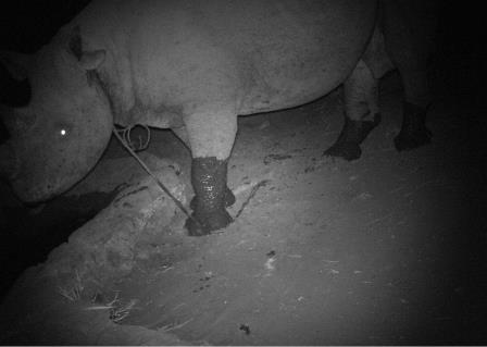 Rhino caught in a snare captured on a camera trap. Photo credit: Big Life Foundation