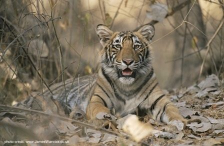 Juvenile Bengal tiger. Photo credit: www.jameswarwick.com