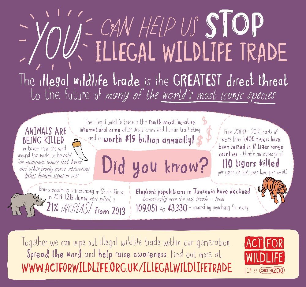 Illegal wildlife trade infographic