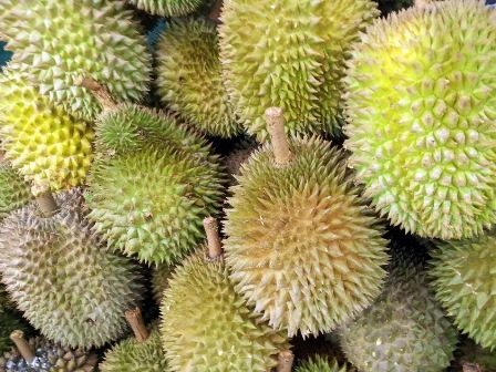 Durian fruit - although scarce in the forest, these are one of an orangutans favourites, a rare delicacy