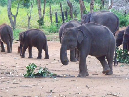 Elephant calves at Udawalawe Elephant Transit Home, Sri Lanka. Photo credit: Helena Stokes