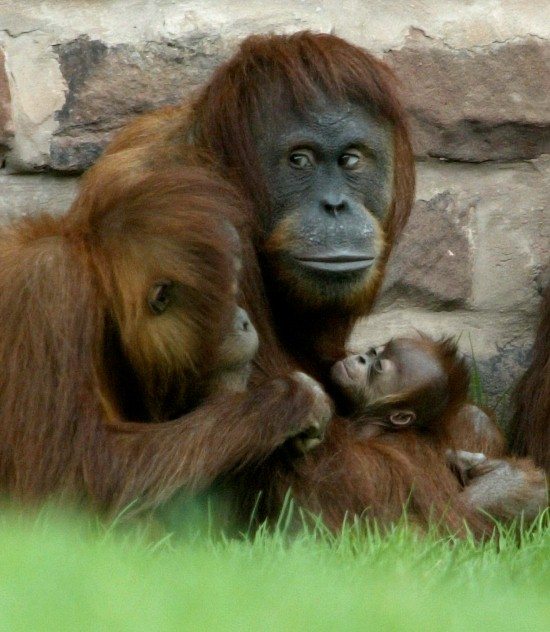 Baby Orangutan at Chester Zoo