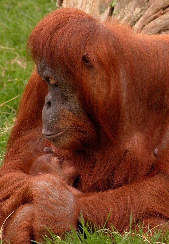 Sumatran orangutan Emma and baby at Chester Zoo