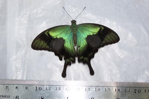 Endemic butterfly, Papilio peranthus baweanicus. Credit: RCCC-UI