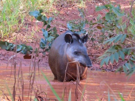 First living tapir spotted in Cerrado. Photo credit: Lowland Tapir Conservation Initiative