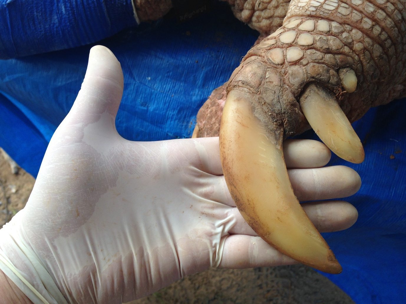 Giant armadillo claw